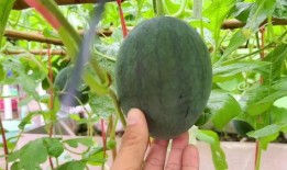 最近都有什么瓜吃