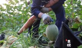 忘记吃哈密瓜,一场美食的遗憾之旅