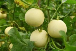 麻瓜吃甜瓜,一场甜蜜的味蕾邂逅