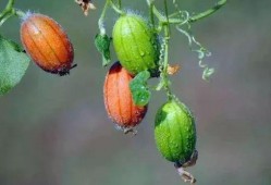 王瓜可吃吗,探究其可食用性及营养价值