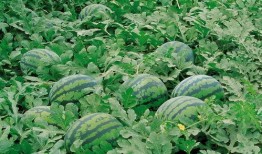 徐水最新吃瓜,揭秘背后惊人真相