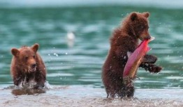 吃瓜小熊亚当,揭秘娱乐圈的甜蜜瓜田