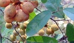 吃瓜馥木过敏,了解过敏源，守护健康生活